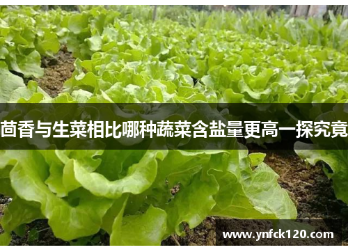 茴香与生菜相比哪种蔬菜含盐量更高一探究竟